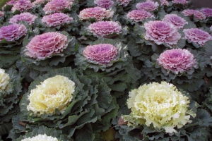 800px-Ornamental_Kale
