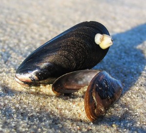 Mussels in the sand