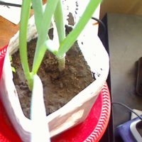 Green onion planted in milk jug