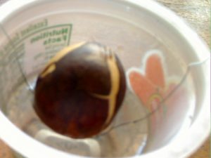 Avocado Pit Suspended in Water