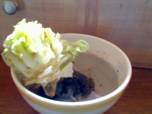 Lettuce growing in water