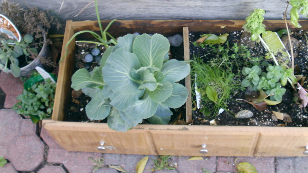 Apartment Garden