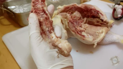back bone