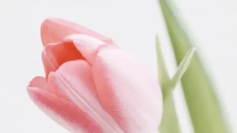 cropped-happy-mothers-day-v2-story.webp