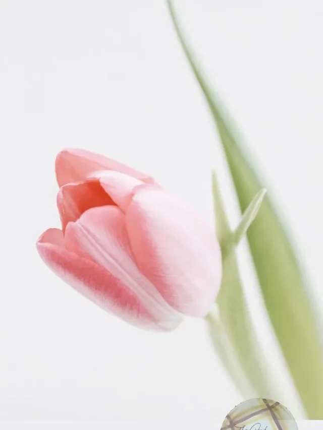 Mother's Day Breakfast Recipes